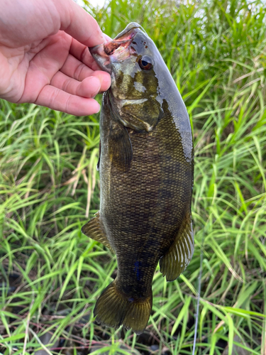 スモールマウスバスの釣果