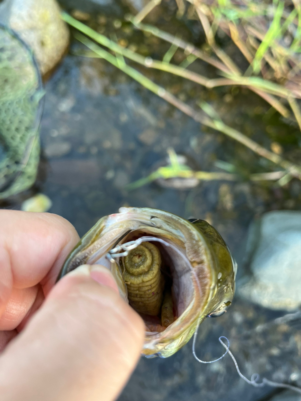 スモールマウスバス