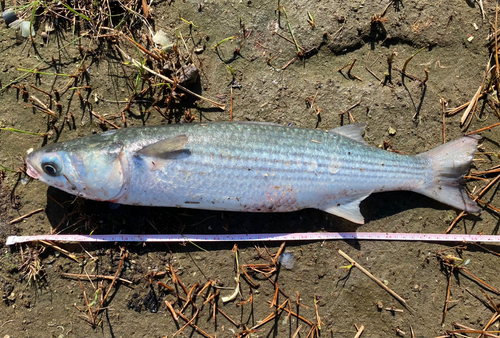 ボラの釣果