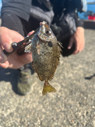 アイゴの釣果