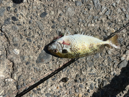 アイゴの釣果