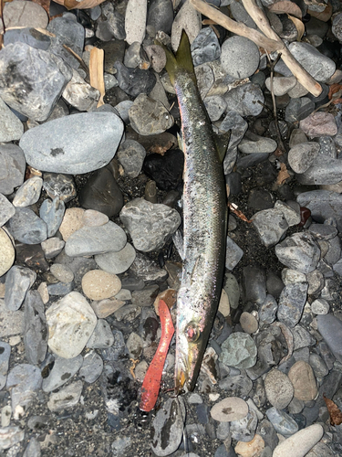 アカカマスの釣果