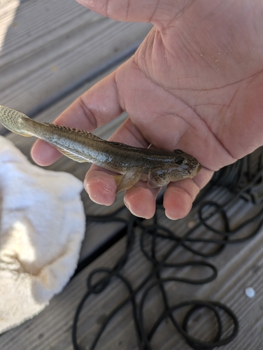 ハゼの釣果