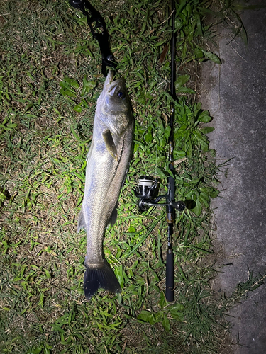 シーバスの釣果