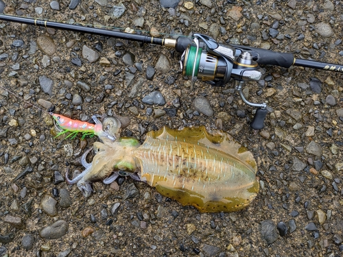 アオリイカの釣果