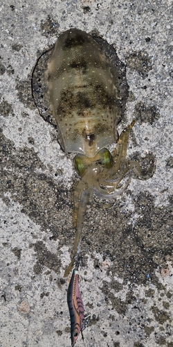 湯河原海浜公園