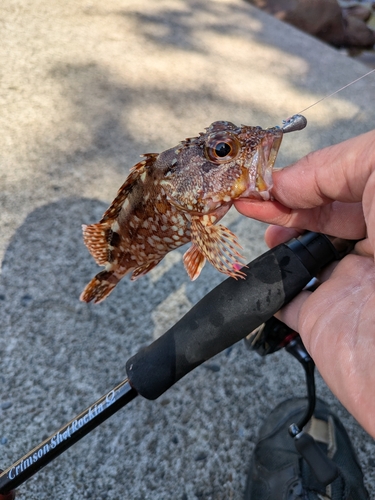 ガシラの釣果