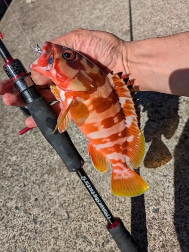 アカハタの釣果