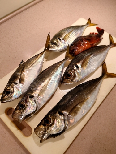 アジの釣果