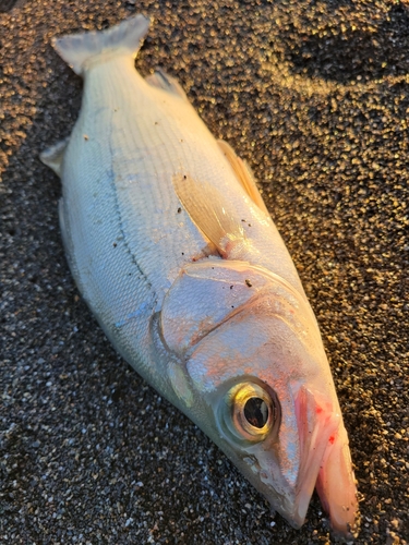 フッコ（ヒラスズキ）の釣果