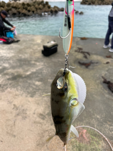 シロサバフグの釣果