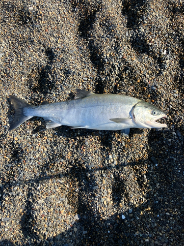 サケの釣果