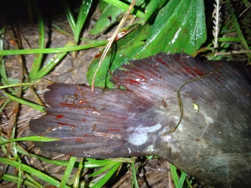 ナマズの釣果