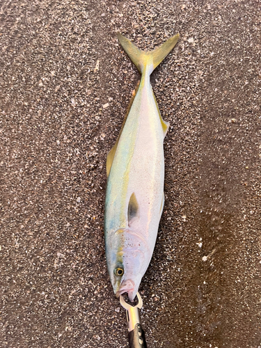 ワカシの釣果