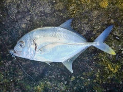 メッキの釣果