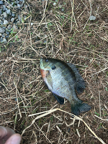 ブルーギルの釣果