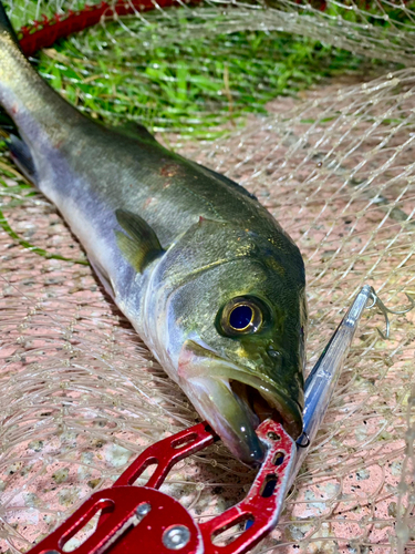 セイゴ（マルスズキ）の釣果