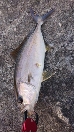 ショゴの釣果