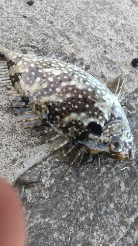 アイゴの釣果