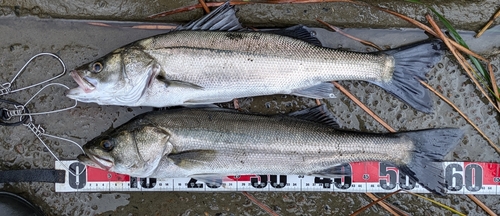 シーバスの釣果