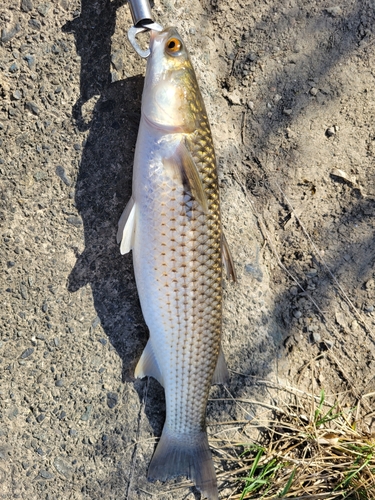 メナダの釣果