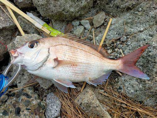 マダイの釣果