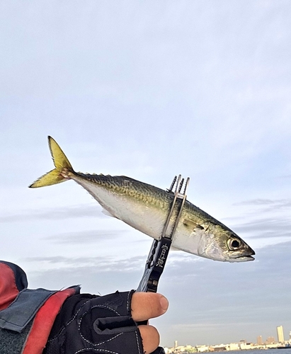 サバの釣果