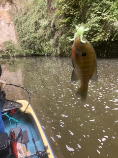 ブルーギルの釣果