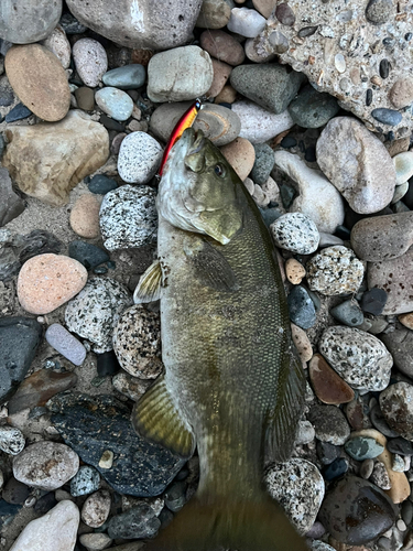 スモールマウスバスの釣果