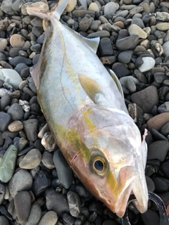 ショゴの釣果