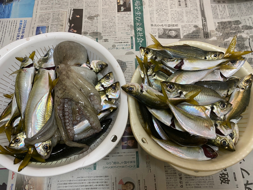 アジの釣果