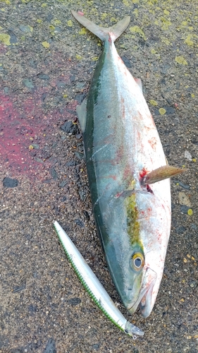 イナダの釣果