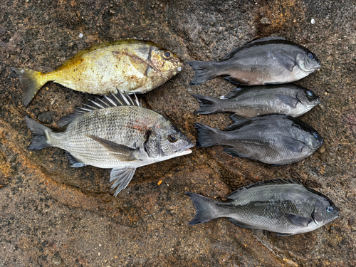 グレの釣果