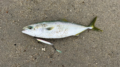 ヤズの釣果