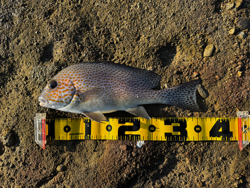 コロダイの釣果