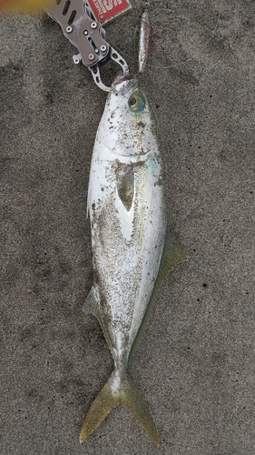 ワカナゴの釣果