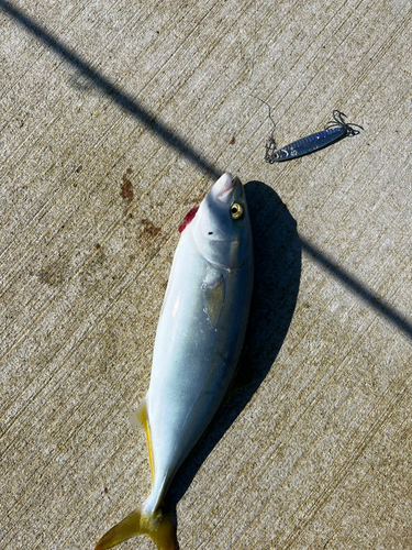 イナダの釣果