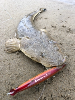 マゴチの釣果