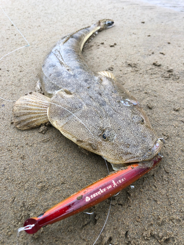 マゴチの釣果