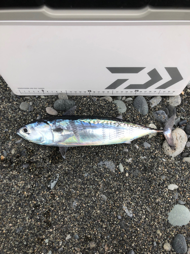 マルソウダの釣果