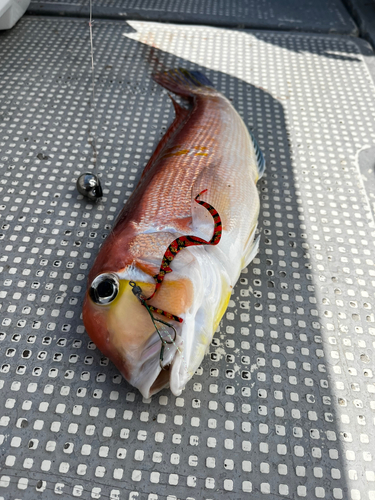 アマダイの釣果