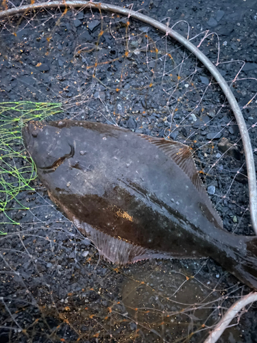 ヒラメの釣果