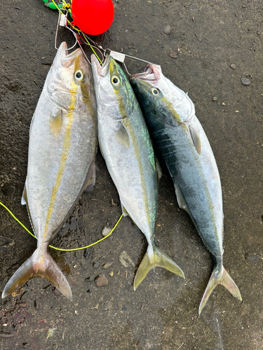 ハマチの釣果