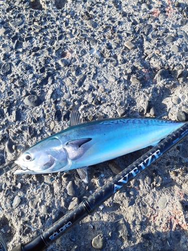 ソウダガツオの釣果