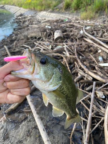 ブラックバスの釣果