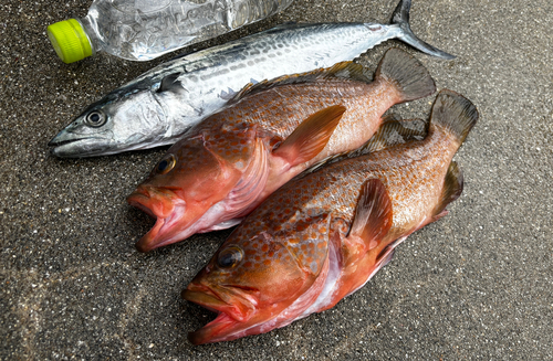 サゴシの釣果