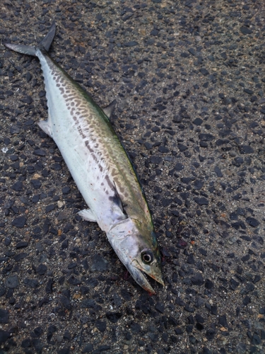 サゴシの釣果