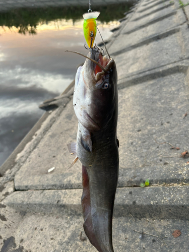 ナマズの釣果