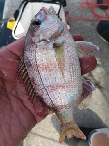 マダイの釣果