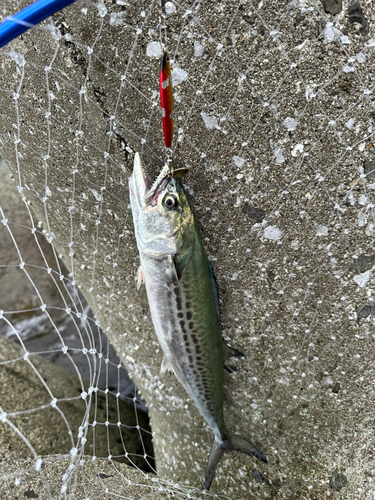 サゴシの釣果